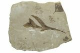 Eocene Fossil Balloon Vine (Cardiospermum) Leaf - Utah #331910-1